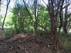 Melicytus ramiflorus