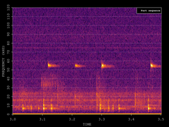 Pipistrellus pygmaeus