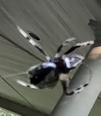 Araneus bicentenarius