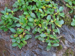 Salix arctica
