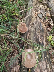 Pluteus cervinus