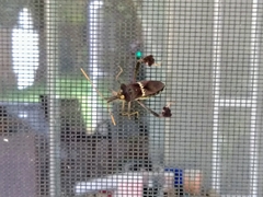 Leptoglossus zonatus