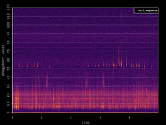 Pipistrellus pygmaeus