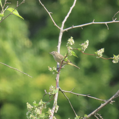 Setophaga palmarum palmarum