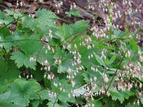 Image of Heuchera glabra by no rights reserved