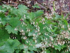 Heuchera glabra