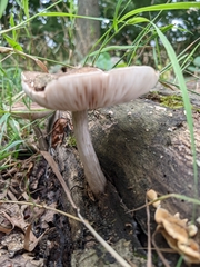Pluteus cervinus