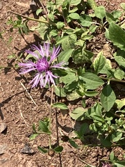 Centaurea stoebe