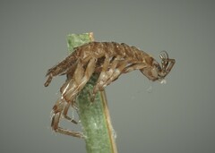 Eumalacostraca