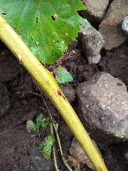 Rubus procerus