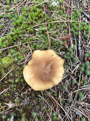 Tricholoma equestre