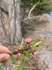 Prunus persica