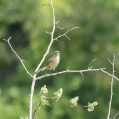 Setophaga palmarum palmarum