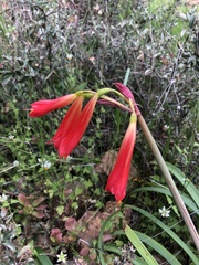 Phycella cyrtanthoides