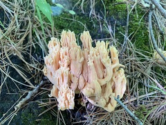 Ramaria formosa