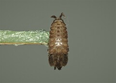 Eumalacostraca