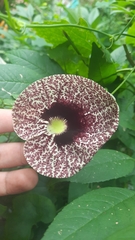 Aristolochia littoralis