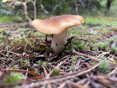 Tricholoma equestre
