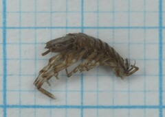 Eumalacostraca