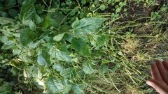Verbena urticifolia