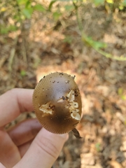 Amanita rhacopus