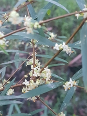 Pimelea axiflora axiflora