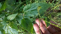 Verbena urticifolia