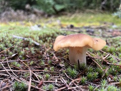 Tricholoma equestre