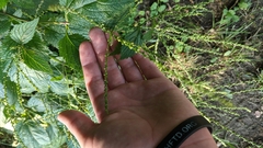 Verbena urticifolia
