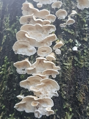 Byssomerulius corium