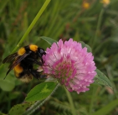 Bombus hortulanus