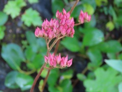 Leptarrhena pyrolifolia