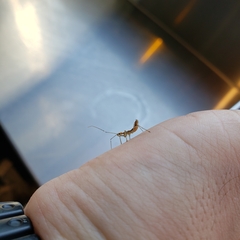 Reduviidae