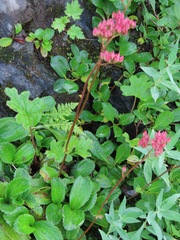 Leptarrhena pyrolifolia