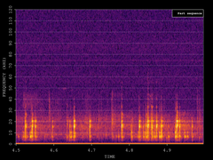 Pipistrellus pygmaeus