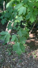 Acer