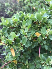 Muehlenbeckia hastulata