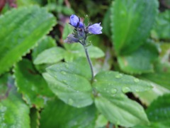 Veronica wormskjoldii