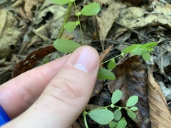 Phyllanthus caroliniensis