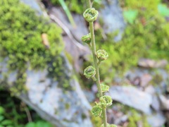 Pectiantia pentandra