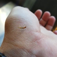 Reduviidae