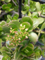 Crassula ovata