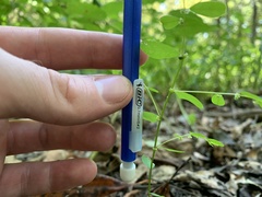Phyllanthus caroliniensis