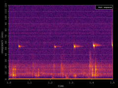 Pipistrellus pygmaeus