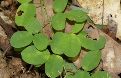 Lespedeza procumbens
