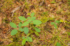Amelanchier stolonifera