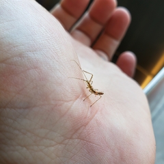 Reduviidae