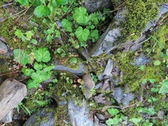 Pectiantia pentandra