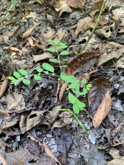 Phyllanthus caroliniensis
