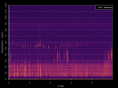 Pipistrellus pygmaeus